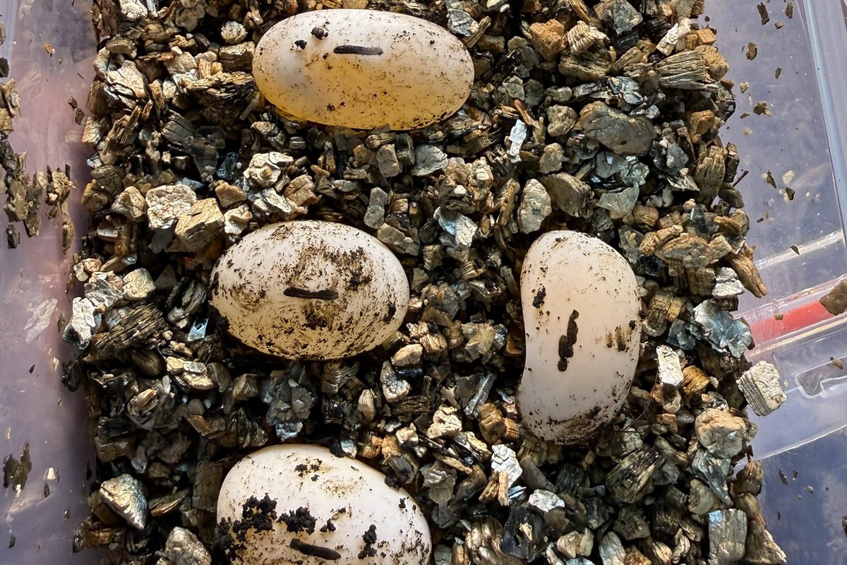 産卵されたハコガメの卵(自家繁殖)