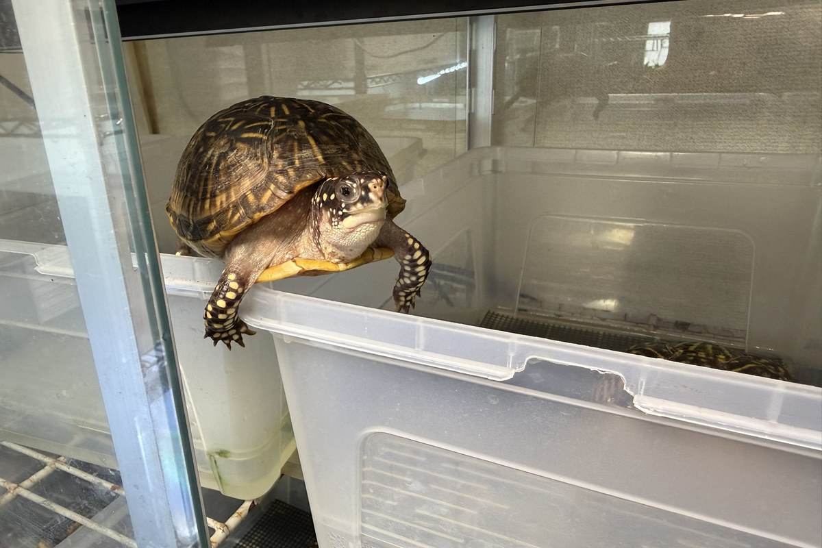 飼育コンテナの縁に乗るハコガメ