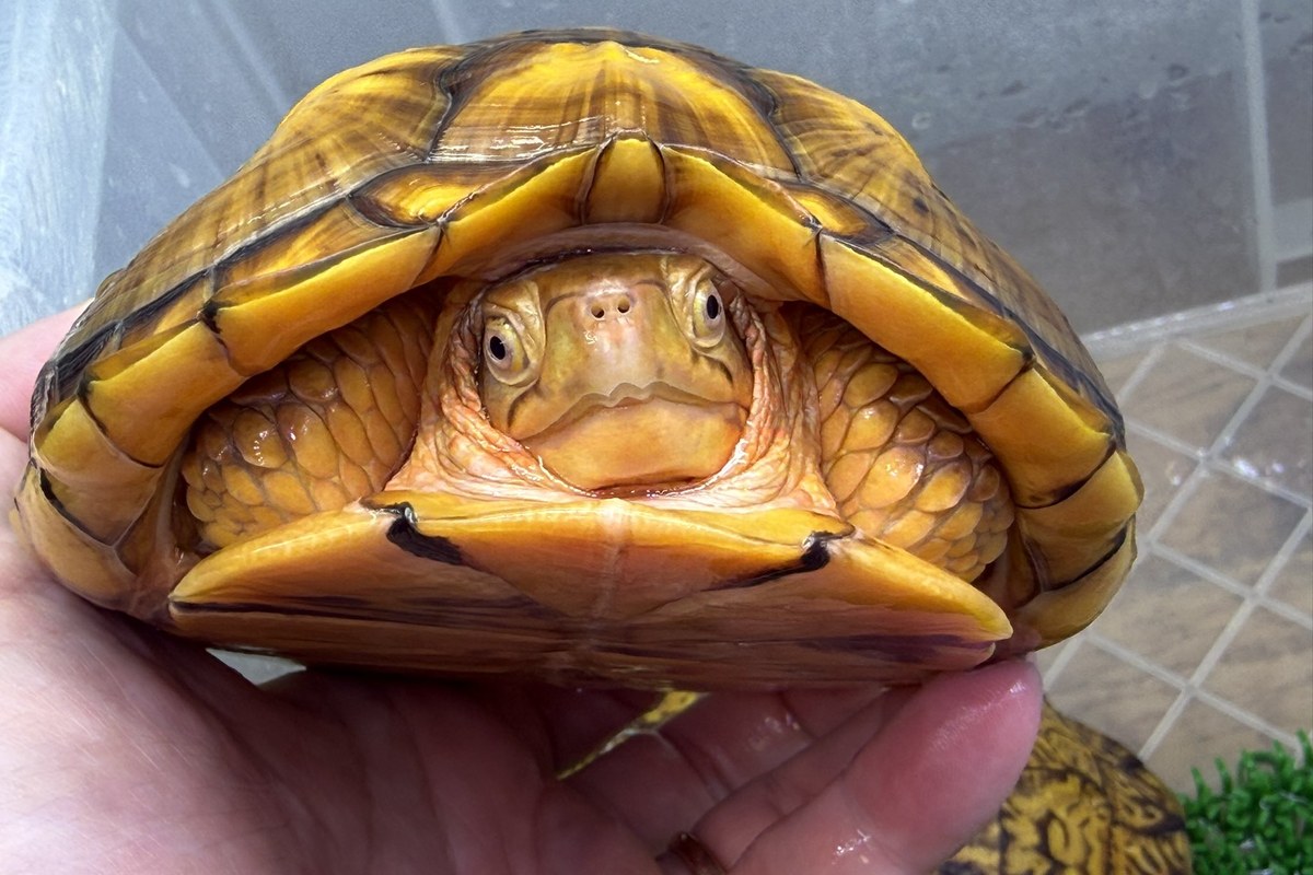 甲羅を完全に閉じたハコガメ
