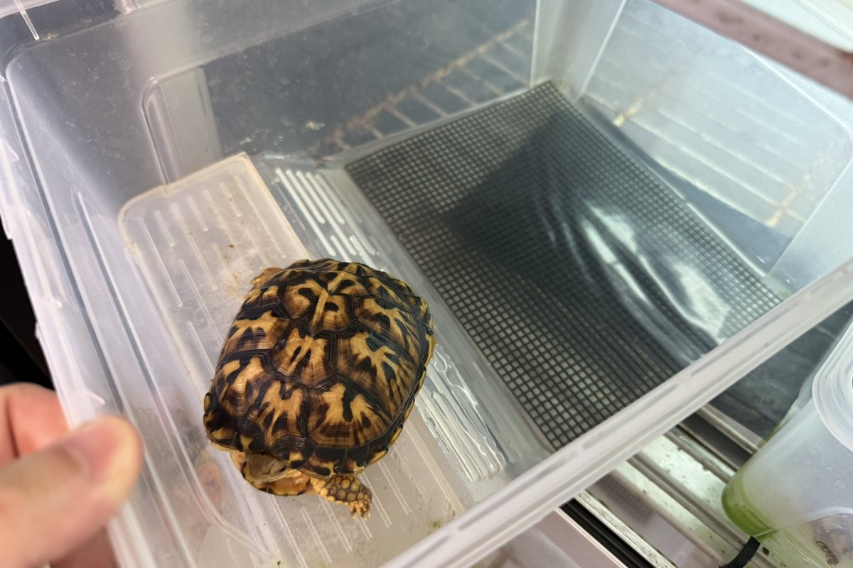 メッシュ蓋つき飼育ケースとハコガメ
