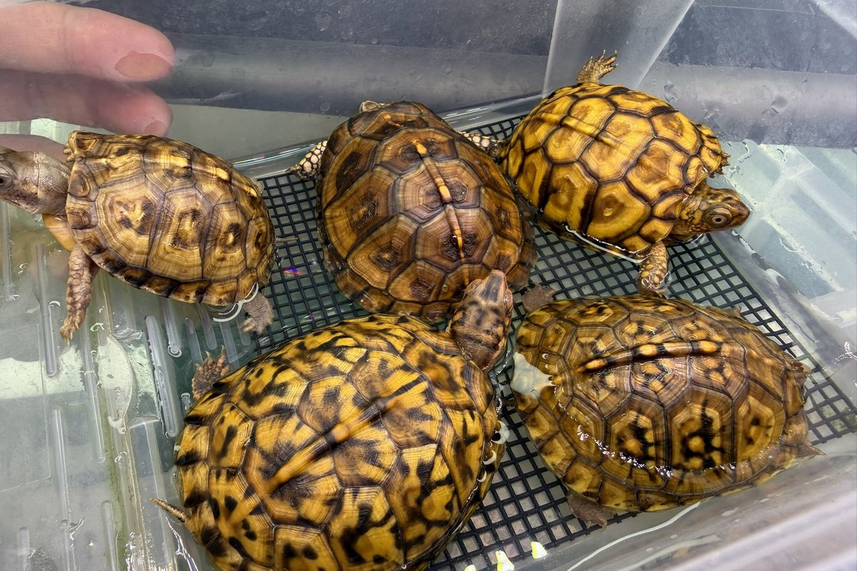 飼育容器で複数飼育しているハコガメたち