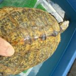 水を張った容器で日ざしを浴びるハコガメ