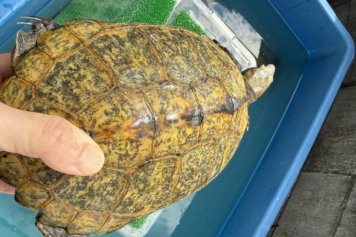 水を張った容器で日ざしを浴びるハコガメ