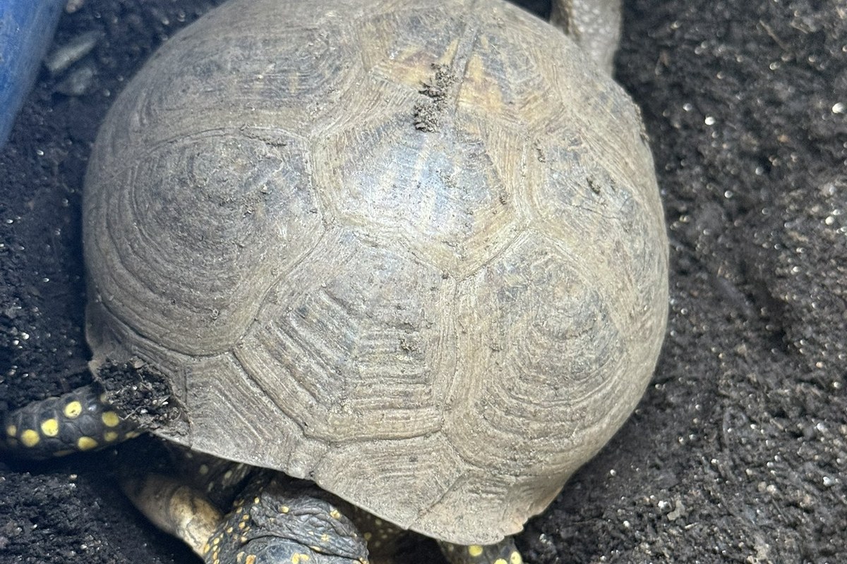 湿らせた土の上のハコガメ