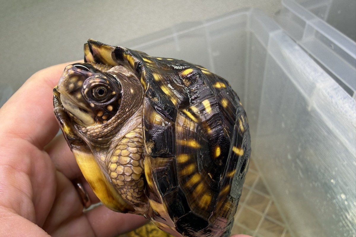 手の中でじっとしているハコガメ