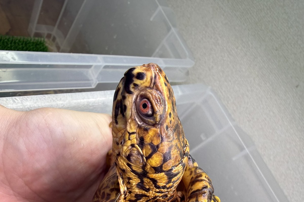甲羅に引っ込み気味のハコガメ