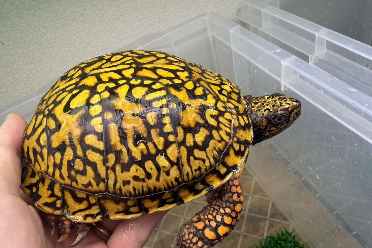 状態の良いハコガメの甲羅