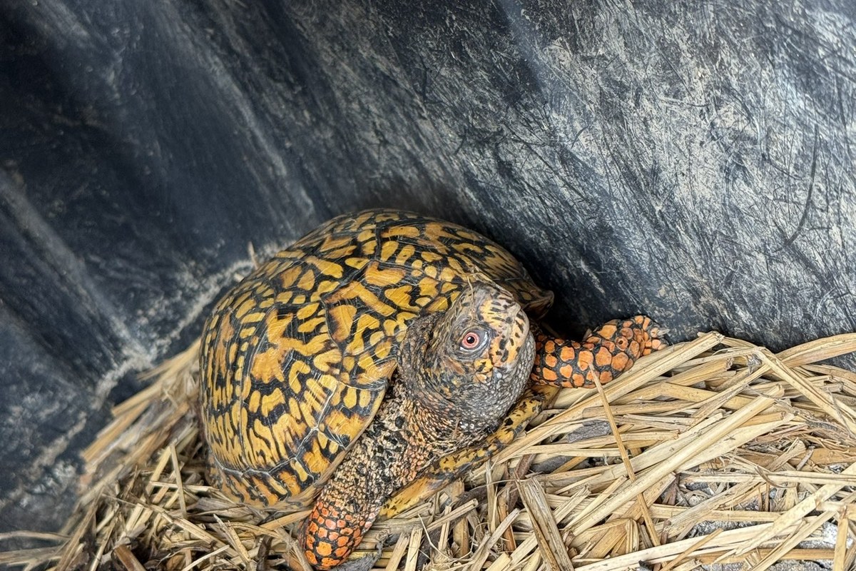 干し草に潜って休むハコガメ