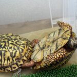 飼育コンテナの中のハコガメ(育成中)