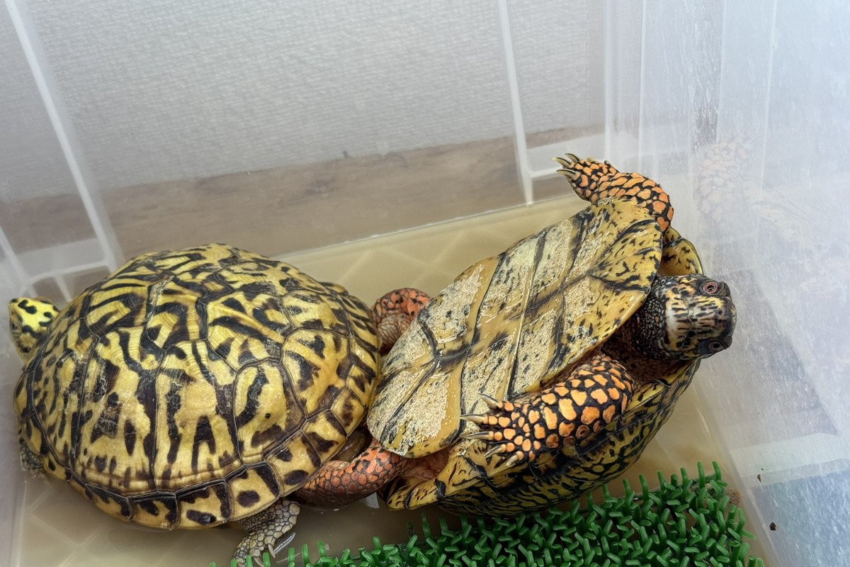 飼育コンテナの中のハコガメ(育成中)