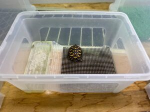 タートルタブ Sサイズ ホワイト(24.7×16.7×11cm)
