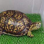 発色の良いハコガメの成体(飼育個体)