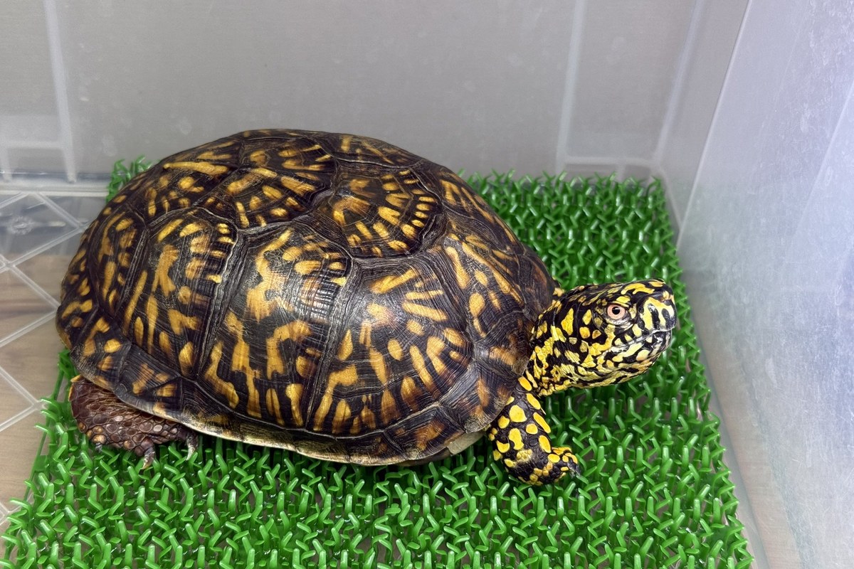 発色の良いハコガメの成体(飼育個体)