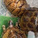 飼育コンテナで管理しているハコガメたち(自家繁殖・トウブ)