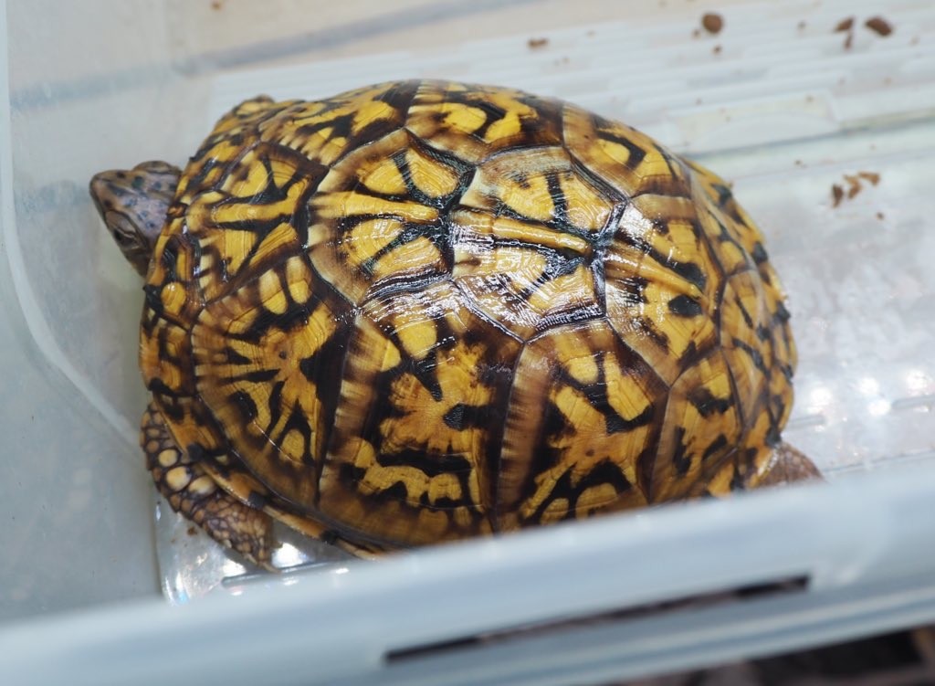 わが家で飼育しているカメ