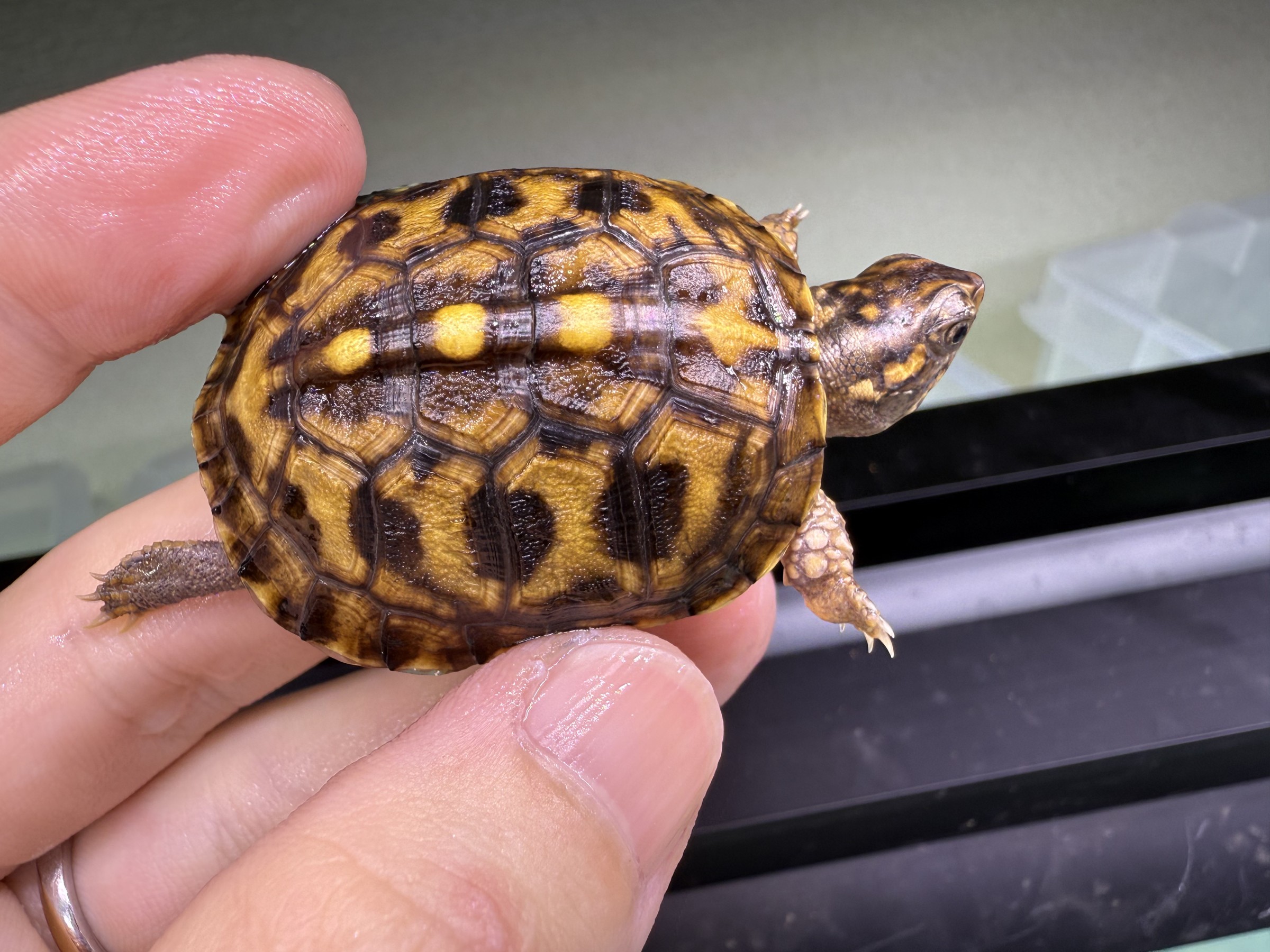 わが家で飼育しているカメ