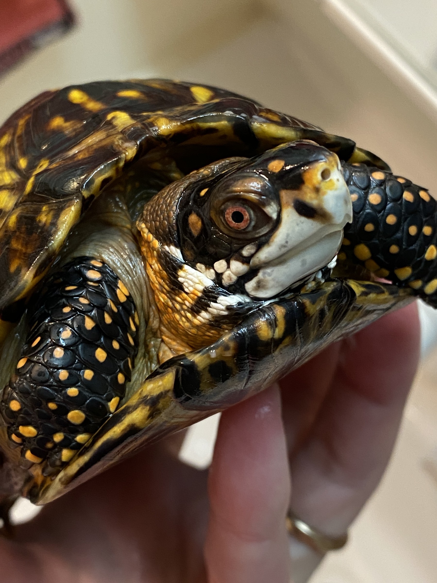 わが家で飼育しているカメ