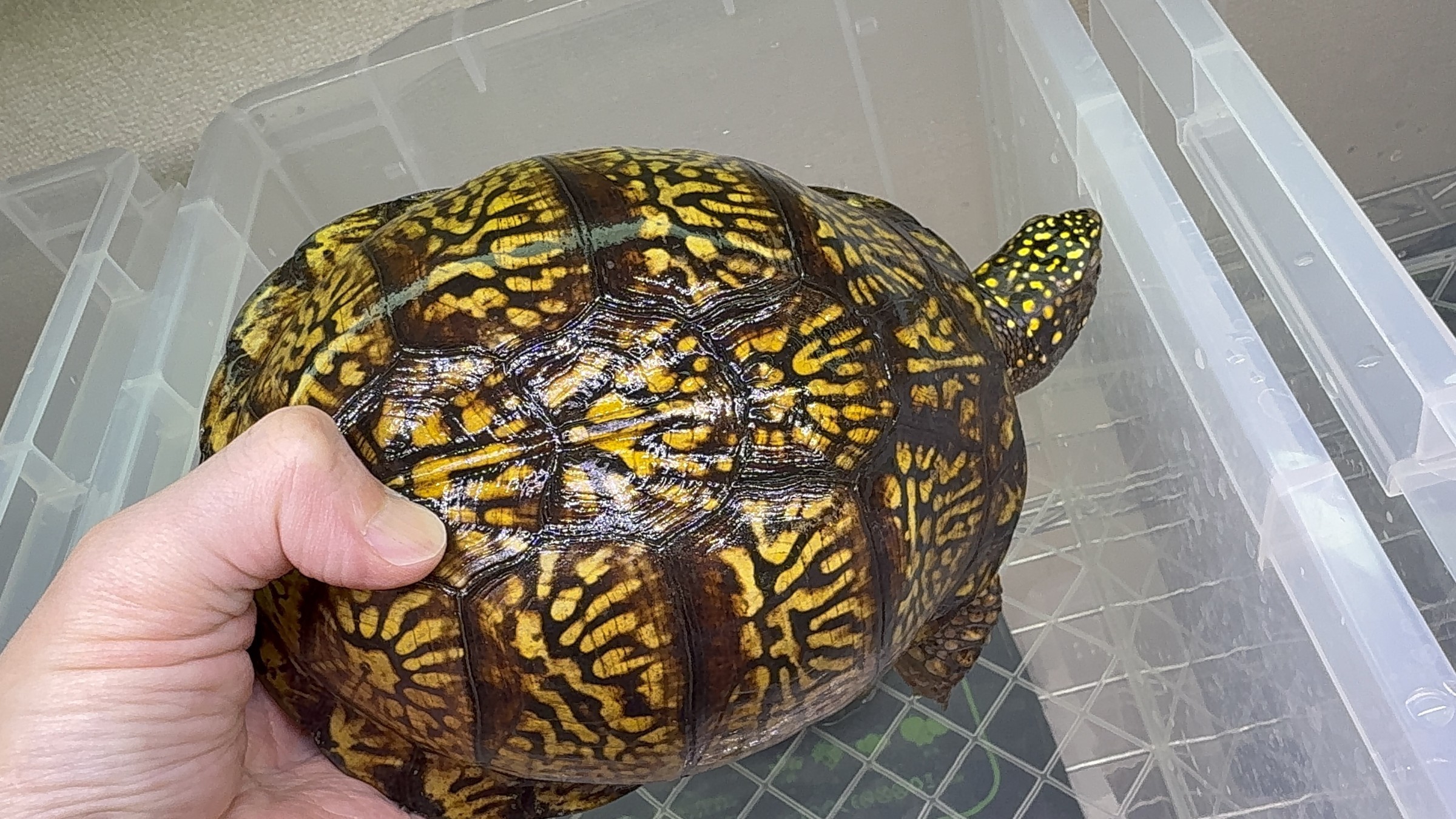 わが家で飼育しているカメ