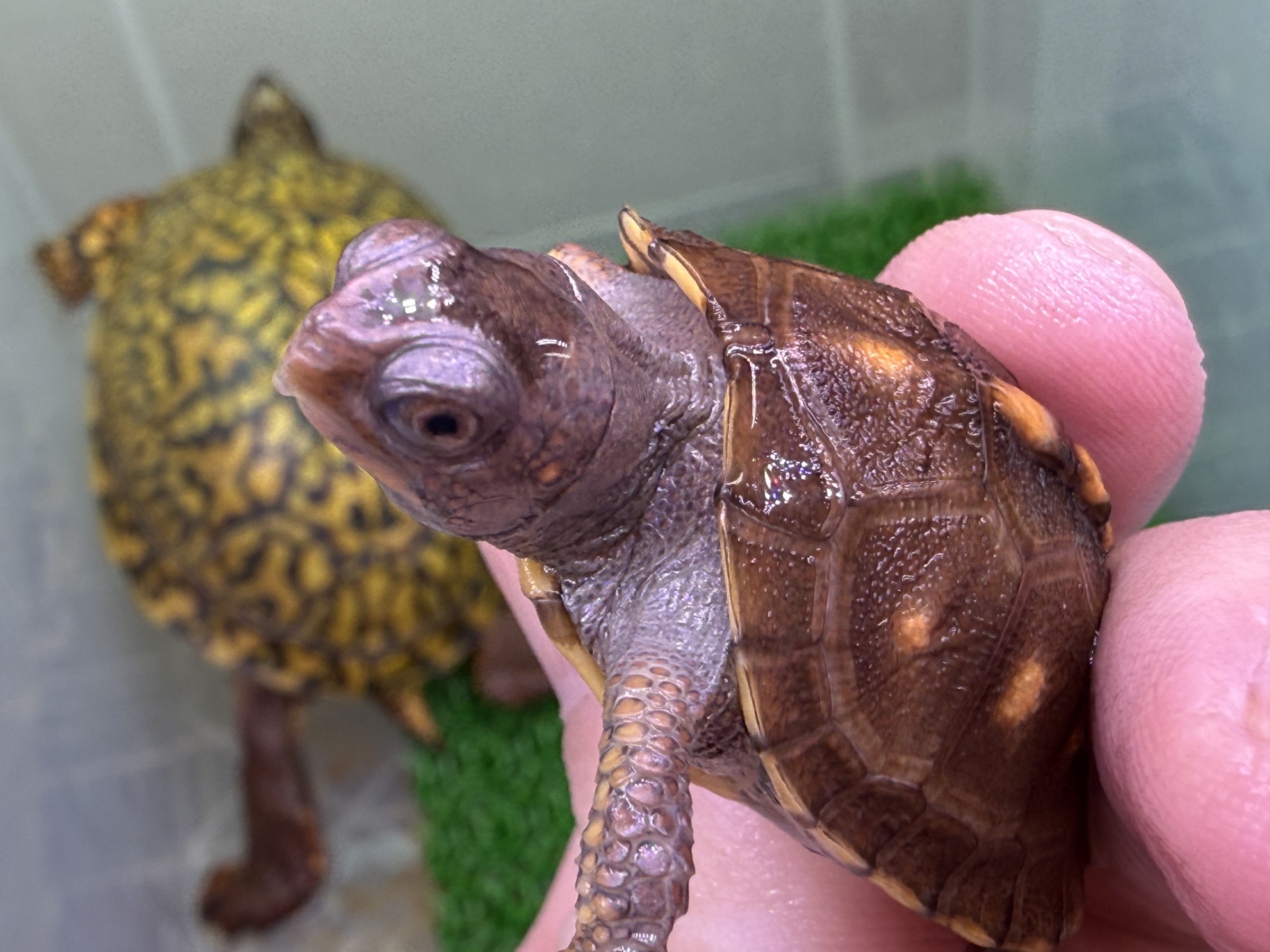 わが家で飼育しているカメ