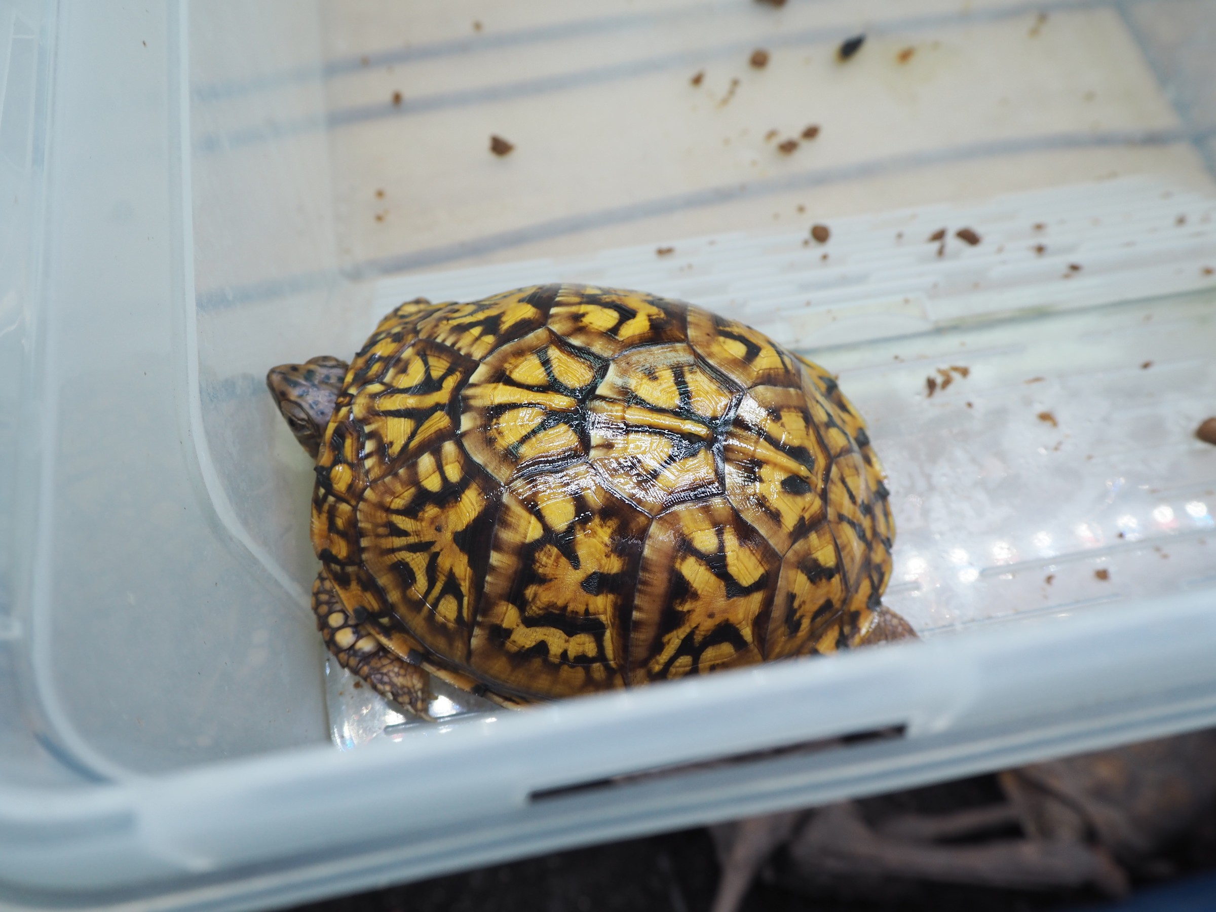 わが家で飼育しているカメ