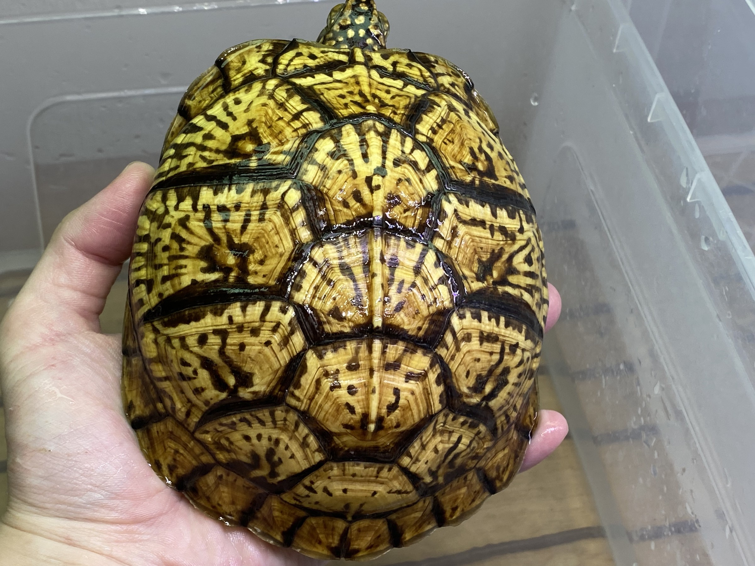 わが家で飼育しているカメ