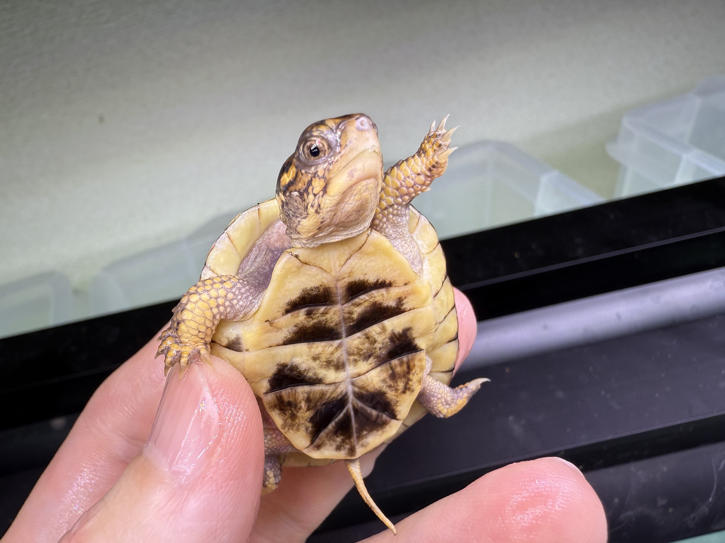 わが家で飼育しているカメ