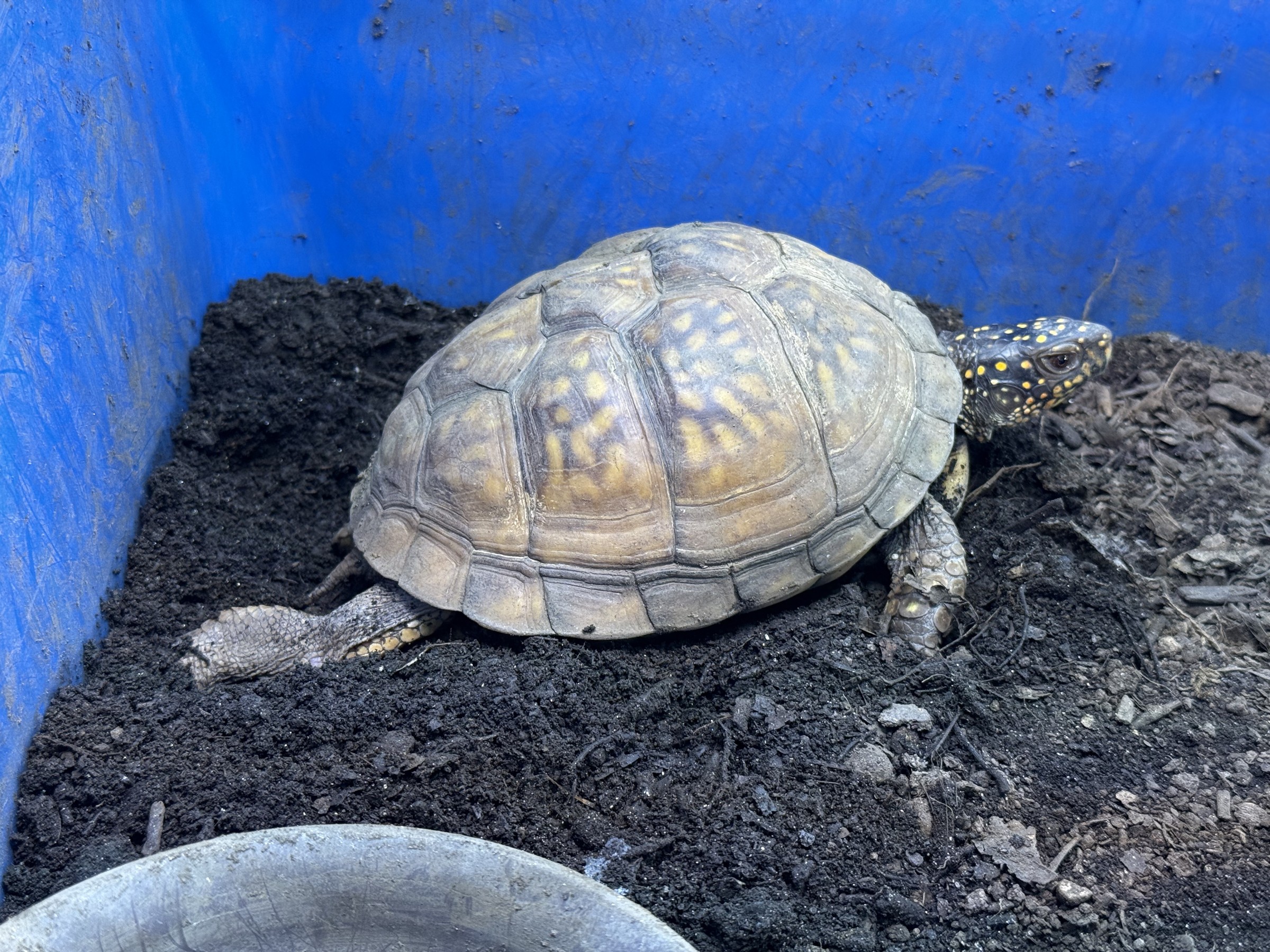 わが家で飼育しているカメ