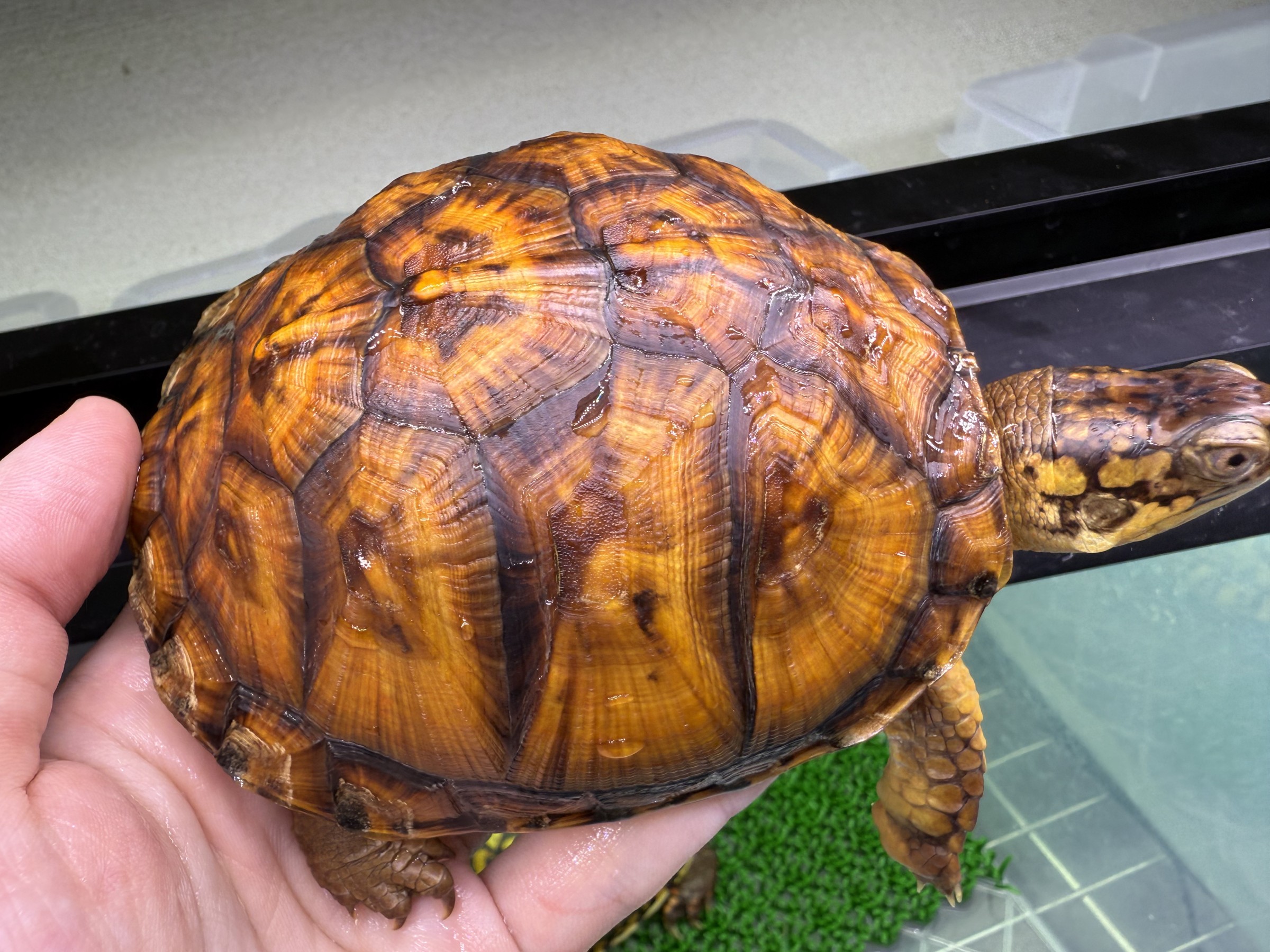 わが家で飼育しているカメ