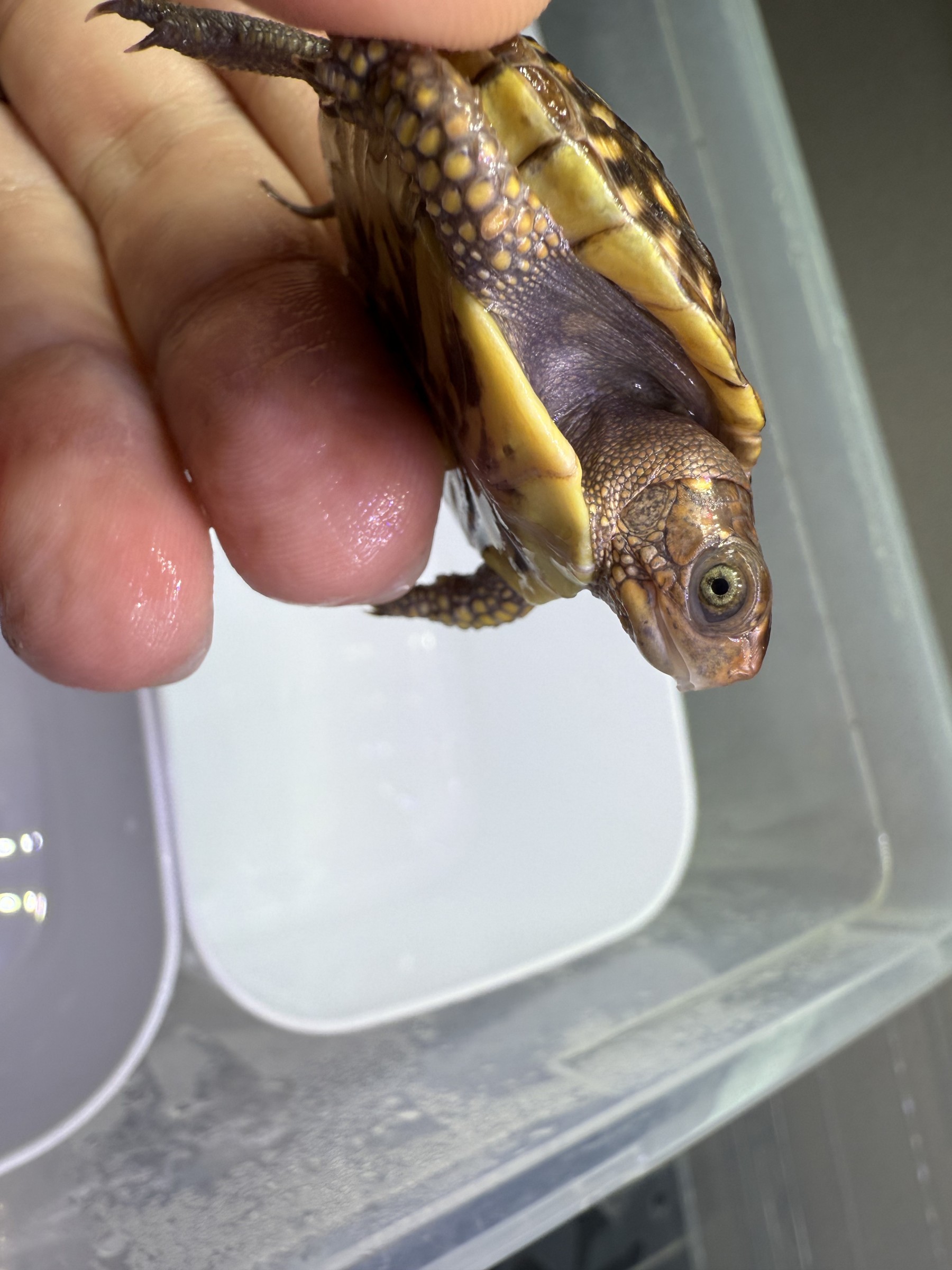 わが家で飼育しているカメ