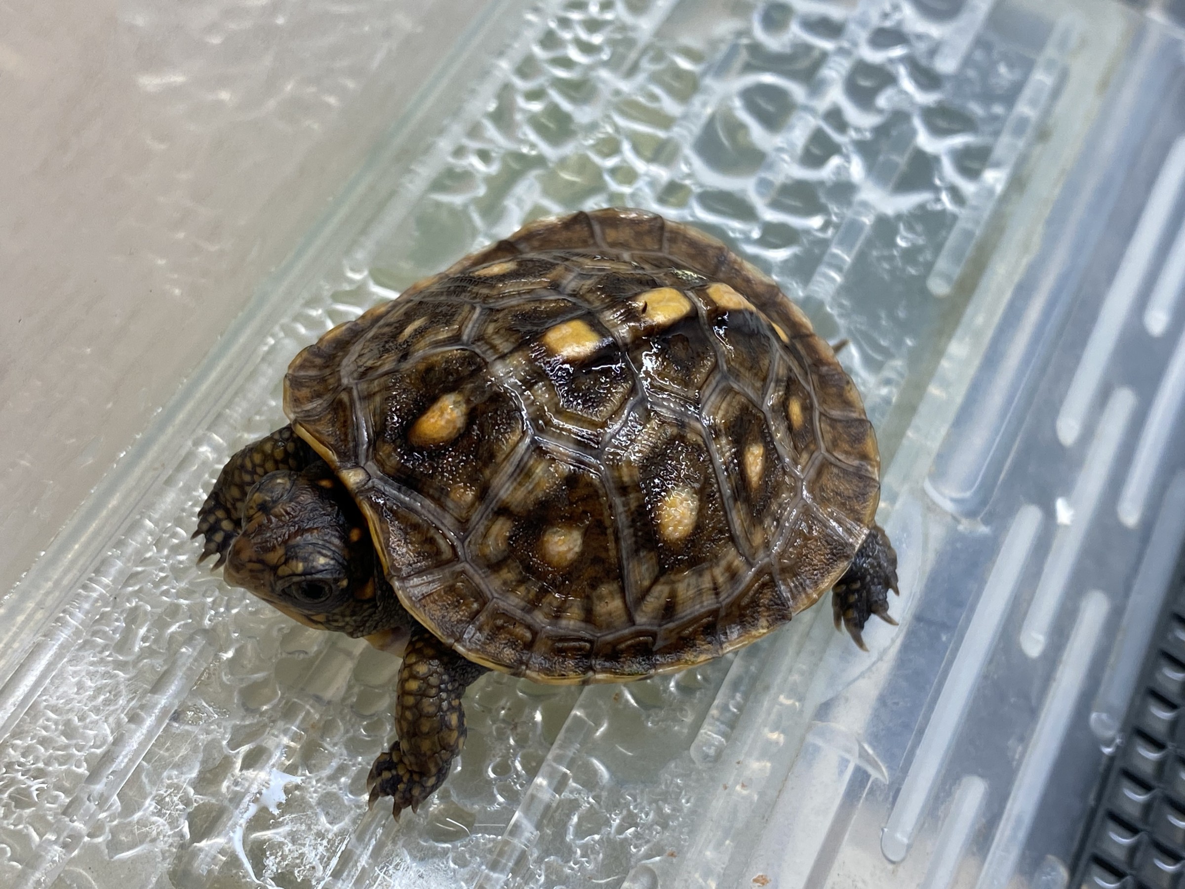 わが家で飼育しているカメ