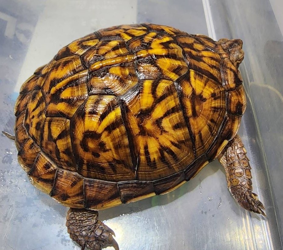 わが家で飼育しているカメ