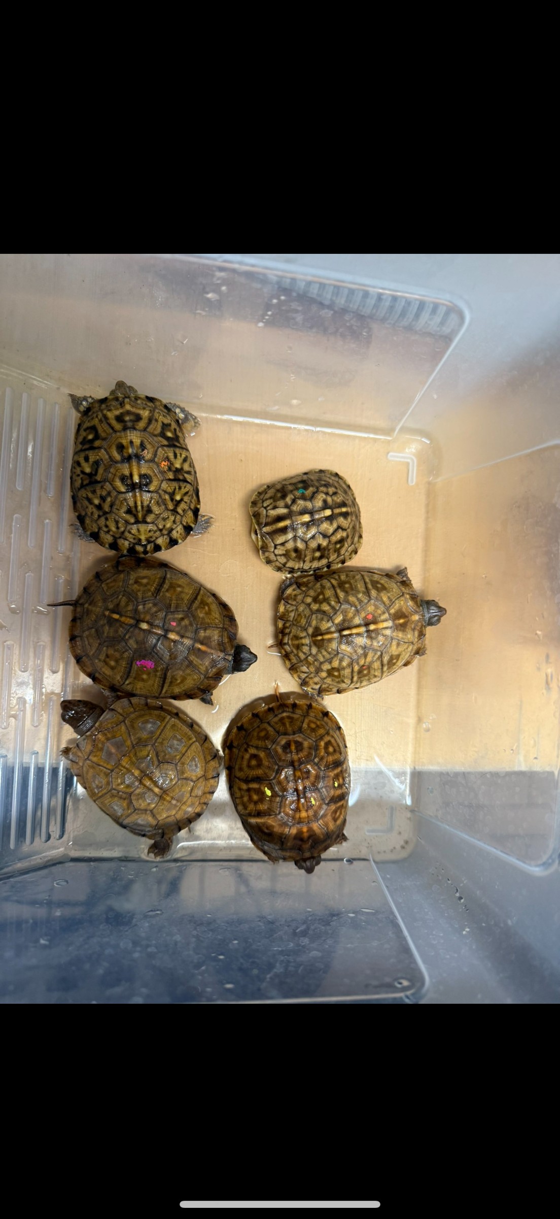 わが家で飼育しているカメ