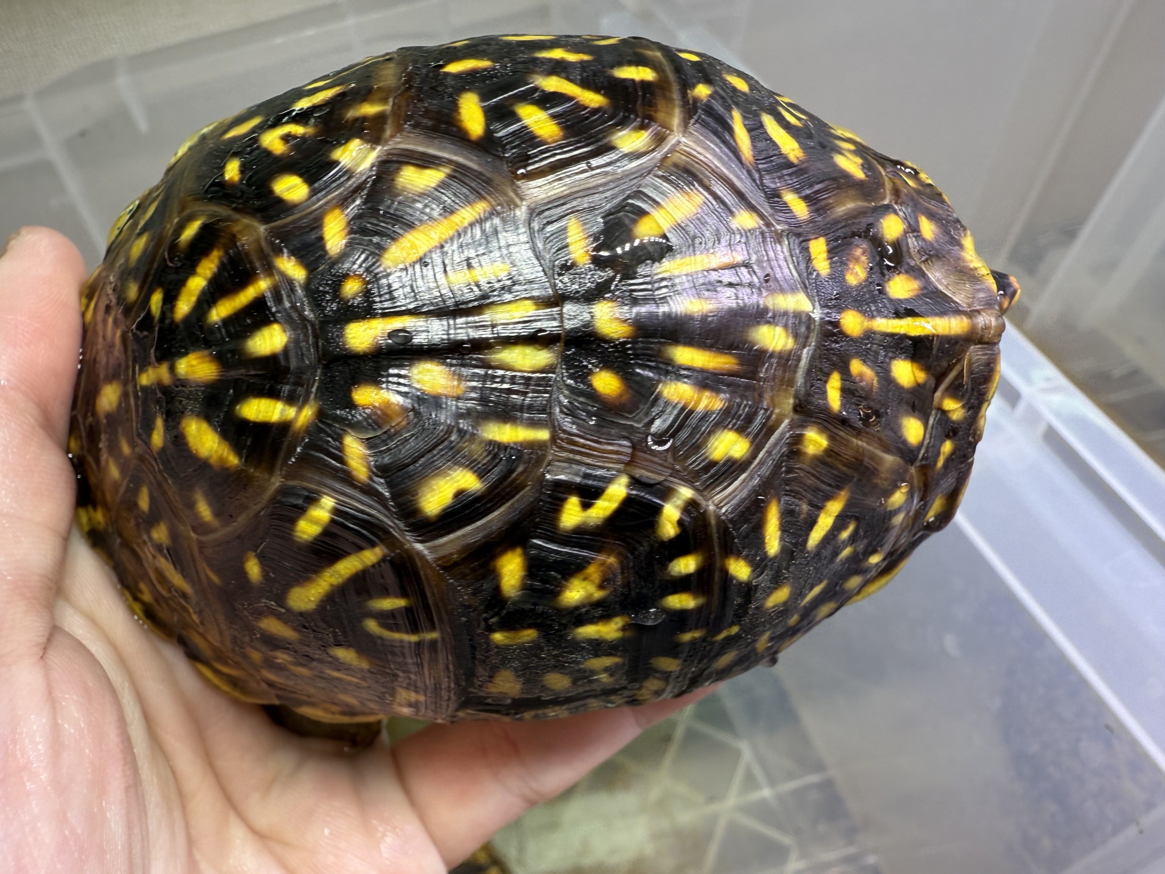 わが家で飼育しているカメ