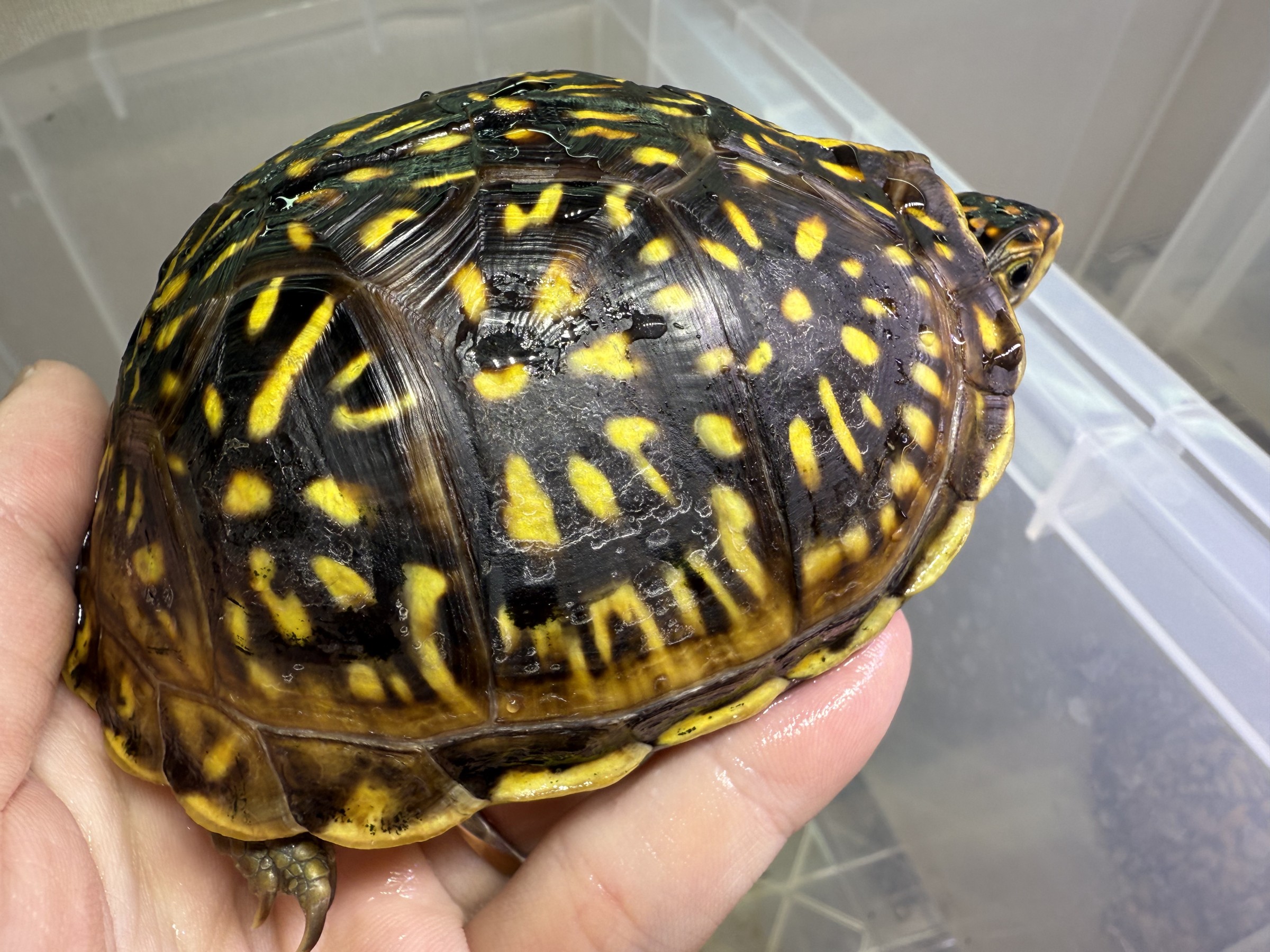 わが家で飼育しているカメ