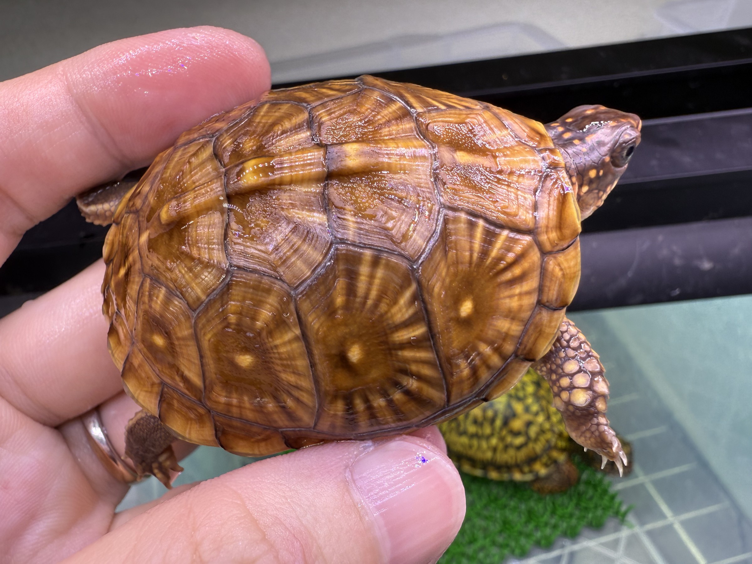 わが家で飼育しているカメ