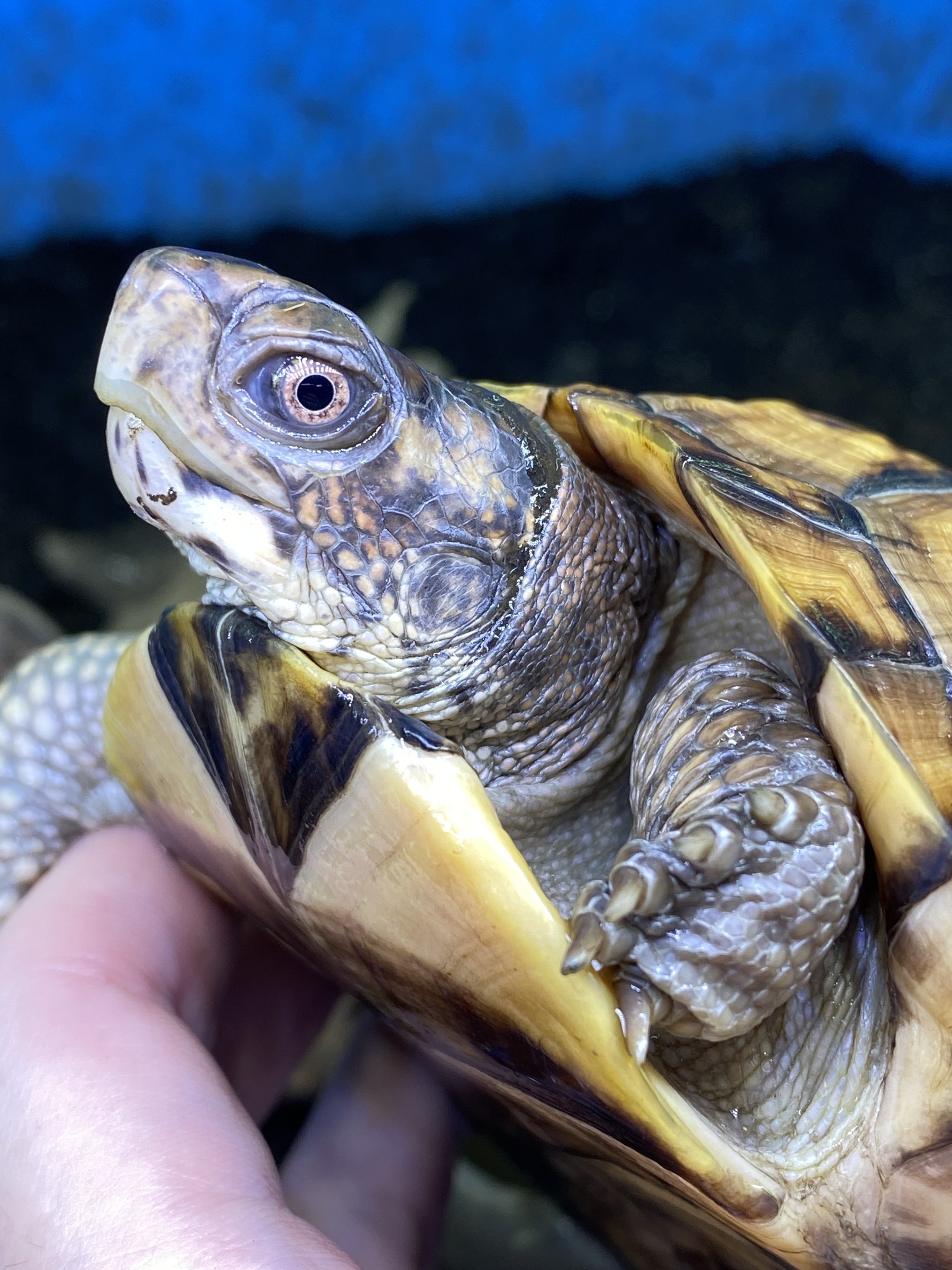 わが家で飼育しているカメ