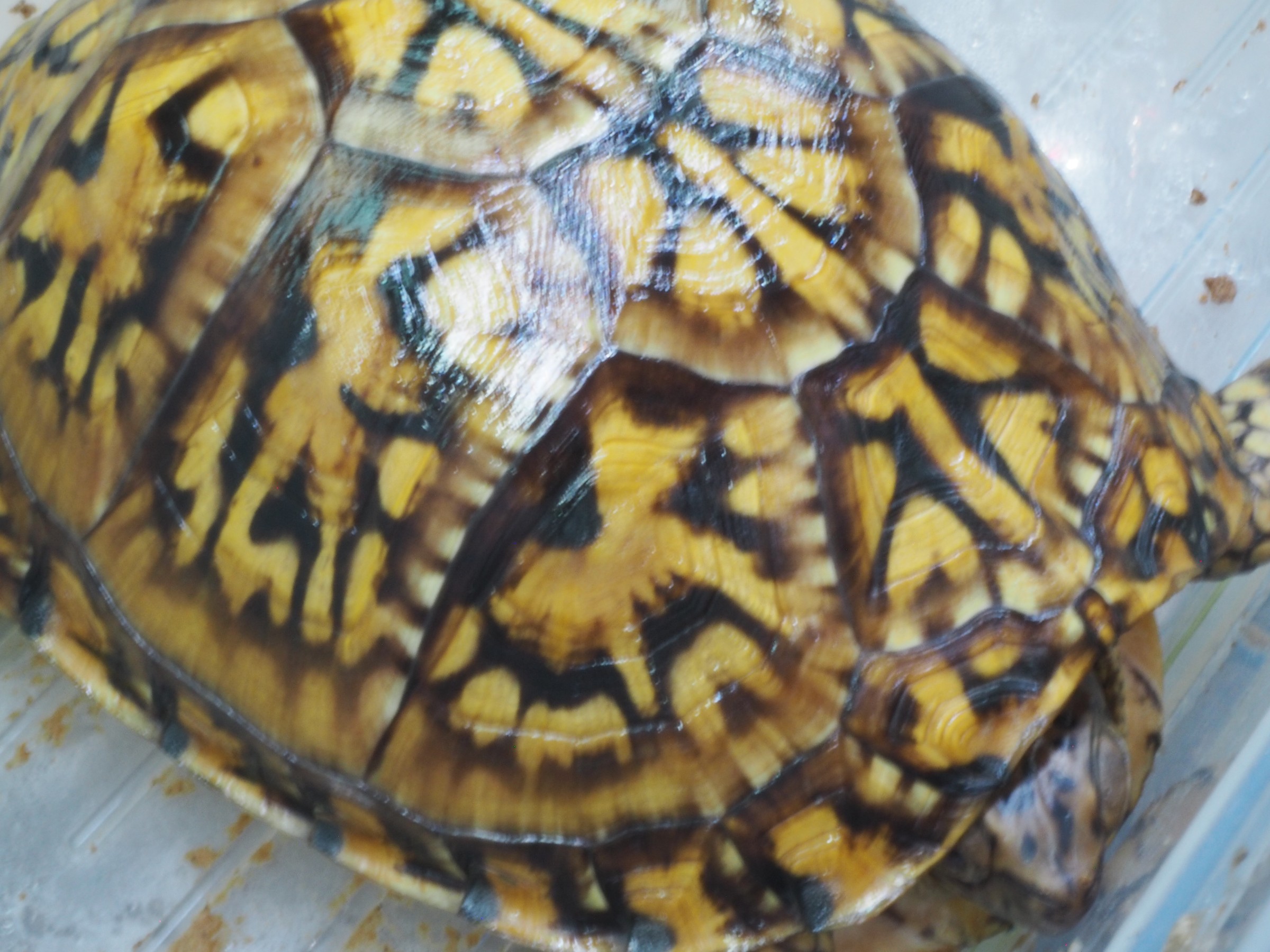 わが家で飼育しているカメ