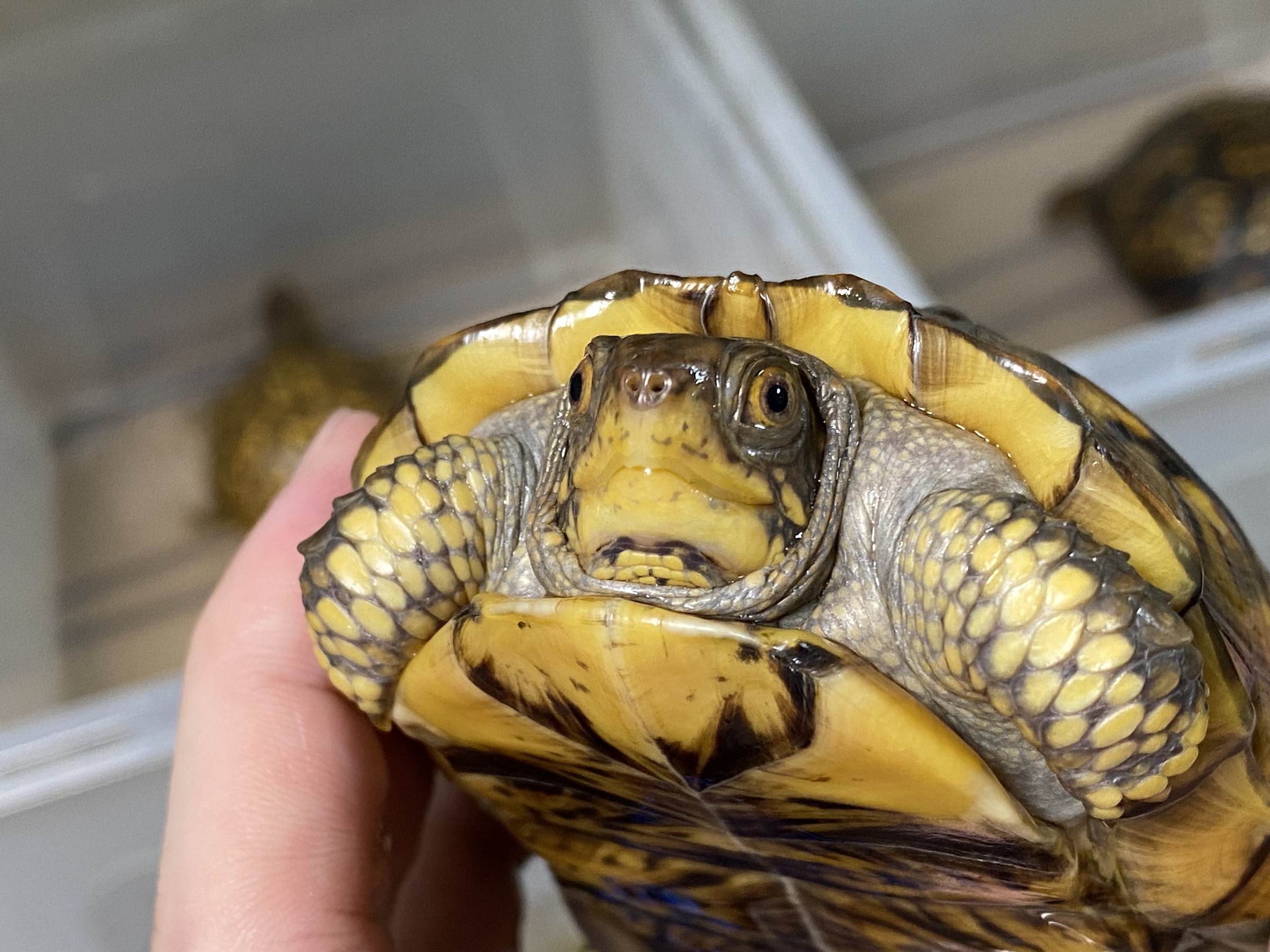 わが家で飼育しているカメ