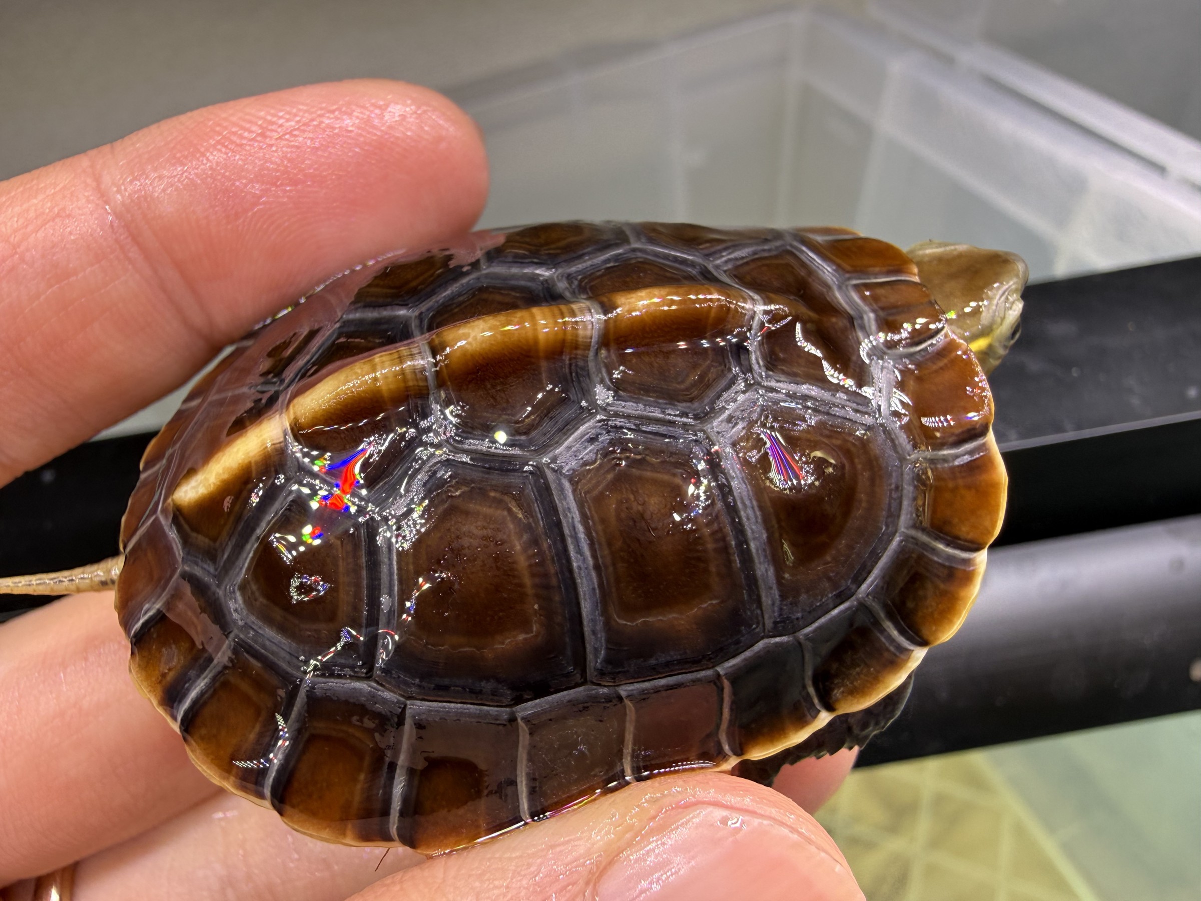 わが家で飼育しているカメ