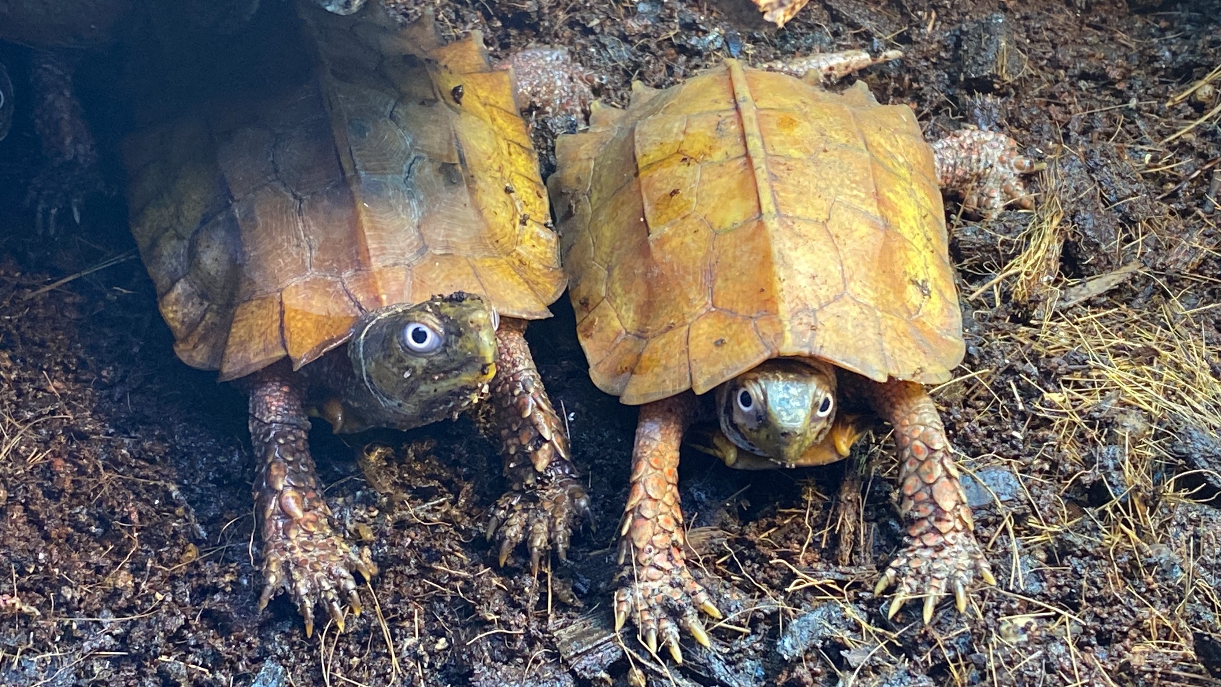わが家で飼育しているカメ