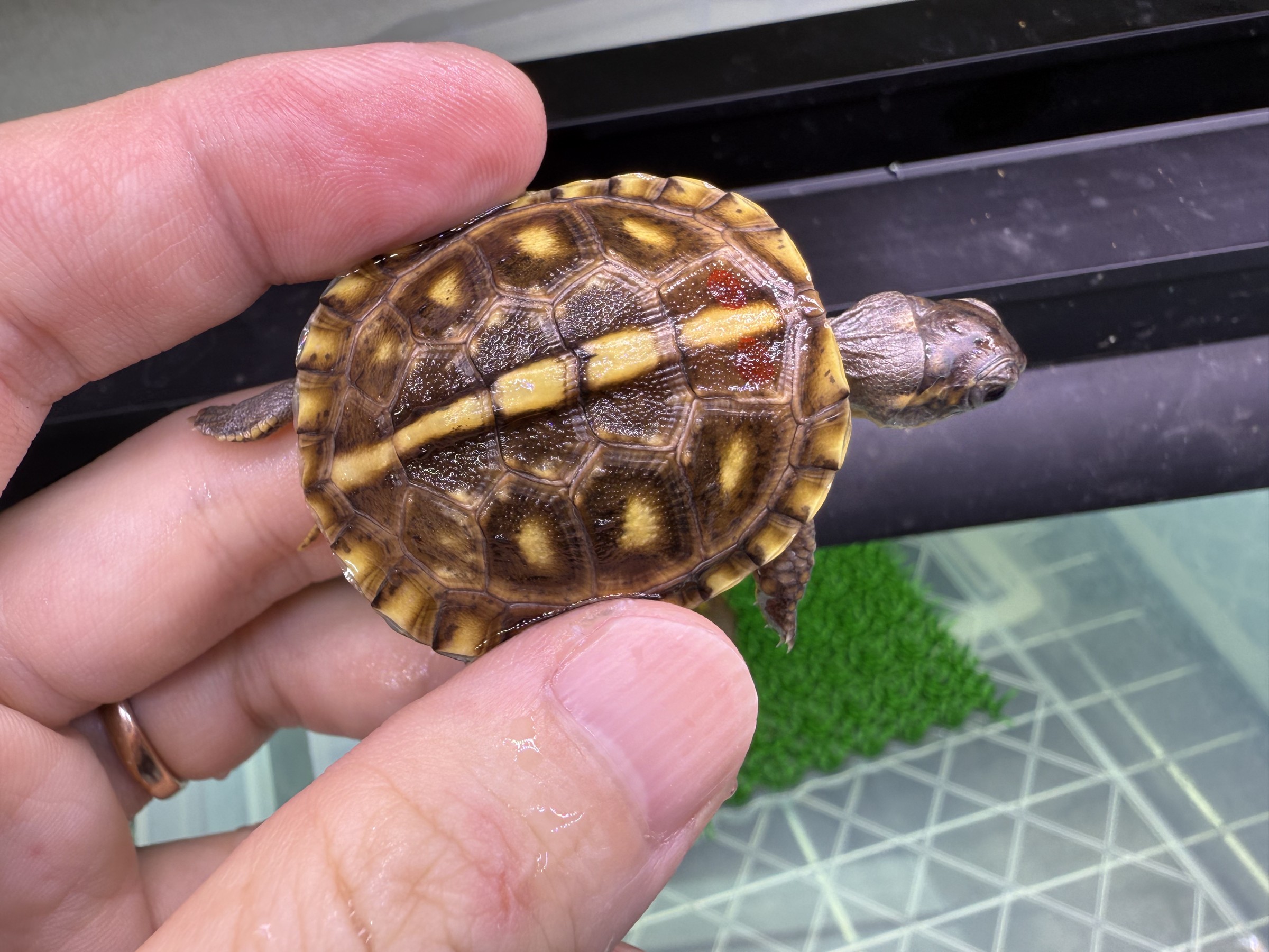 わが家で飼育しているカメ