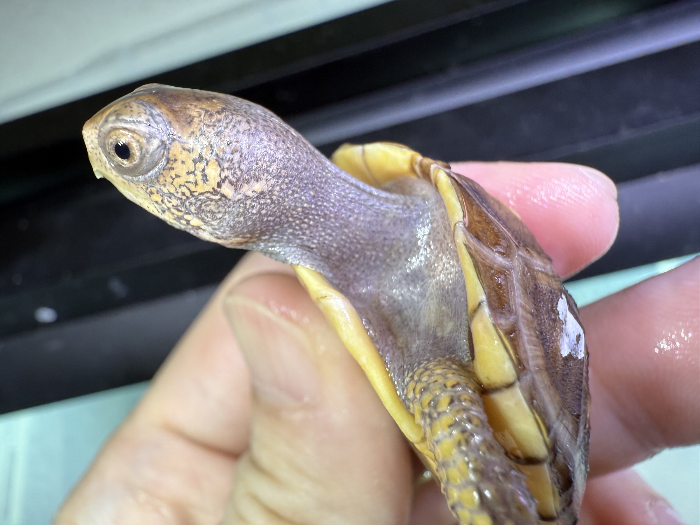わが家で飼育しているカメ