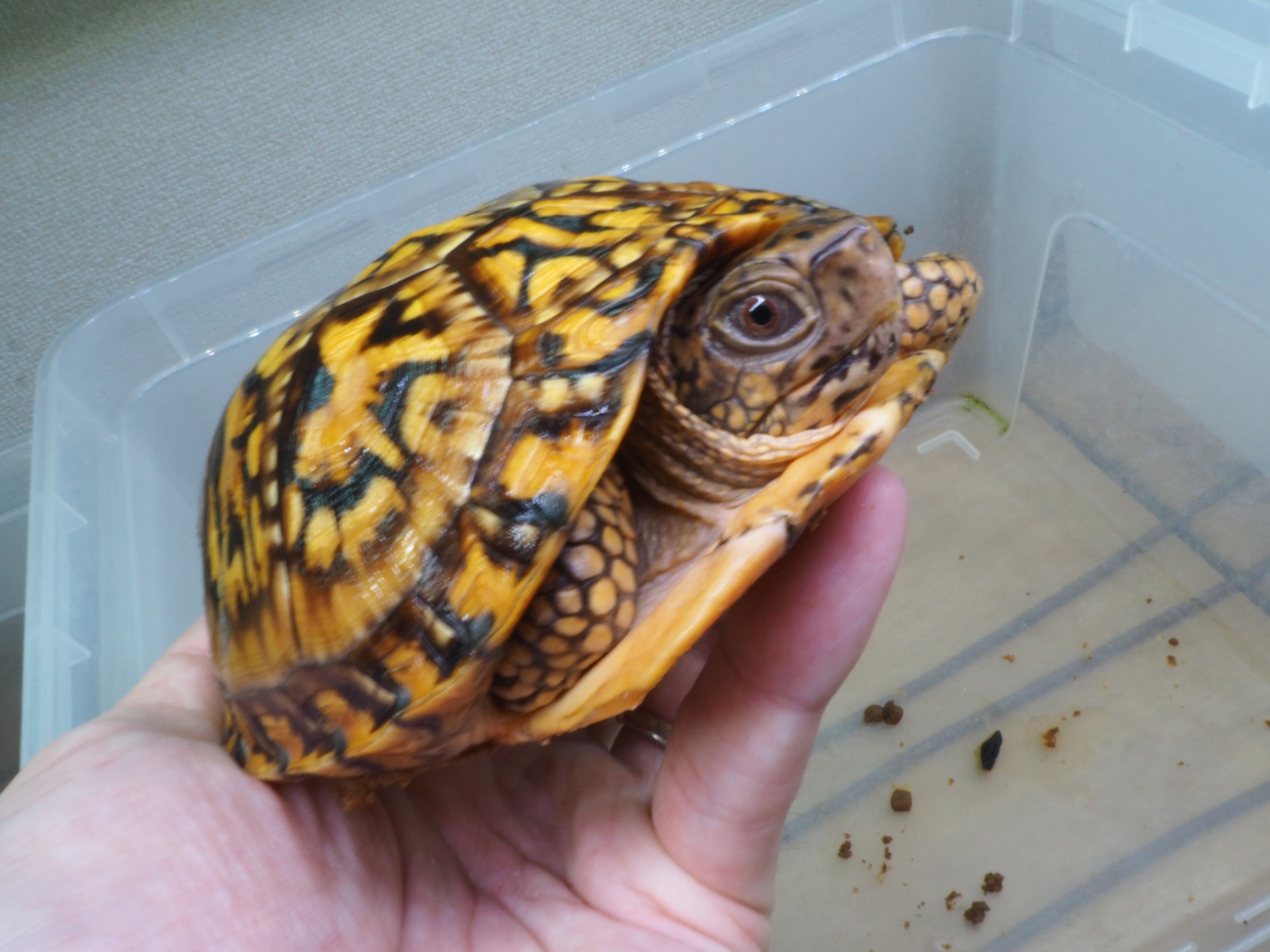 わが家で飼育しているカメ