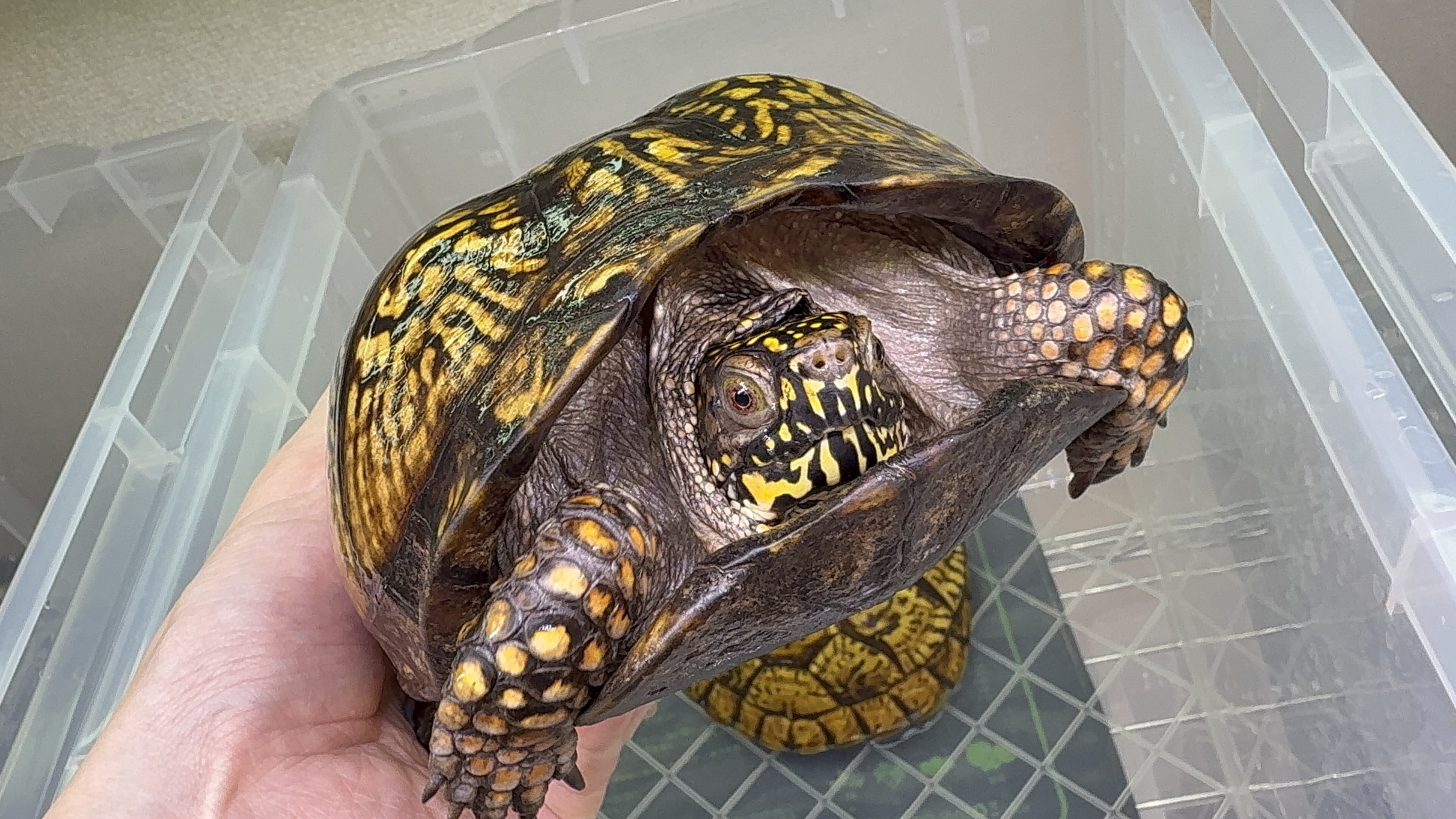 わが家で飼育しているカメ
