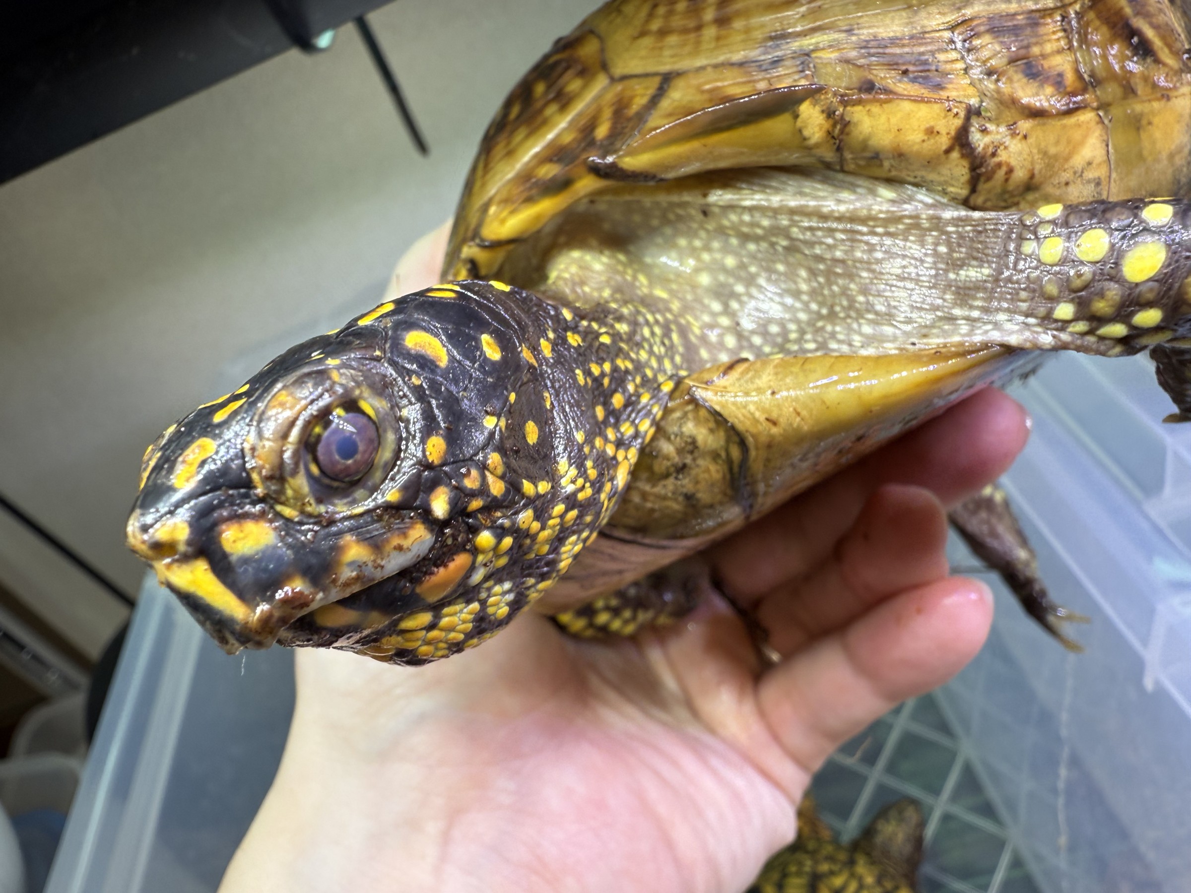 わが家で飼育しているカメ