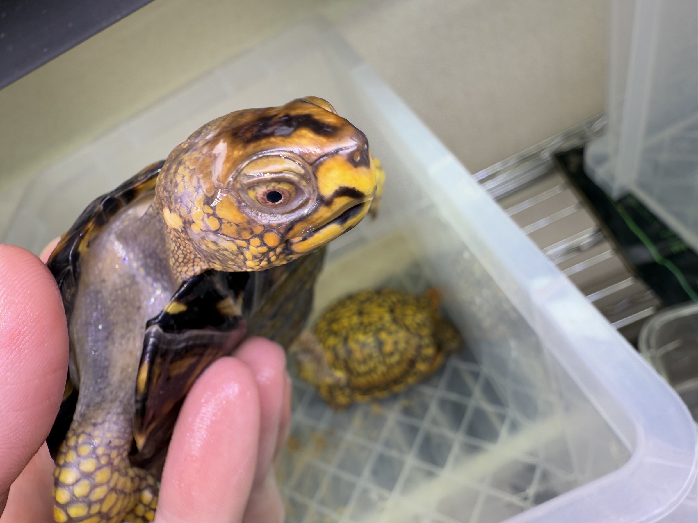わが家で飼育しているカメ