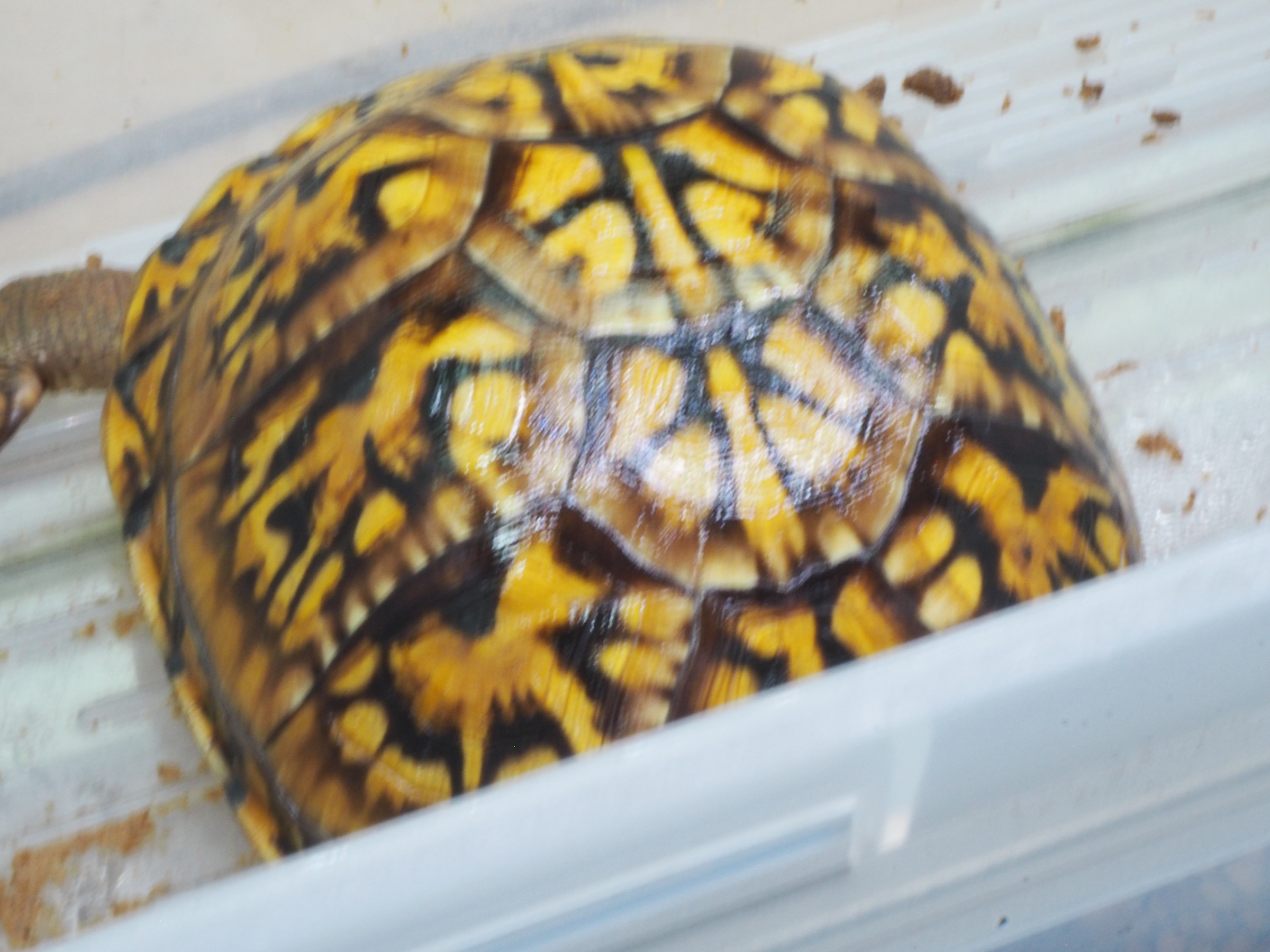 わが家で飼育しているカメ