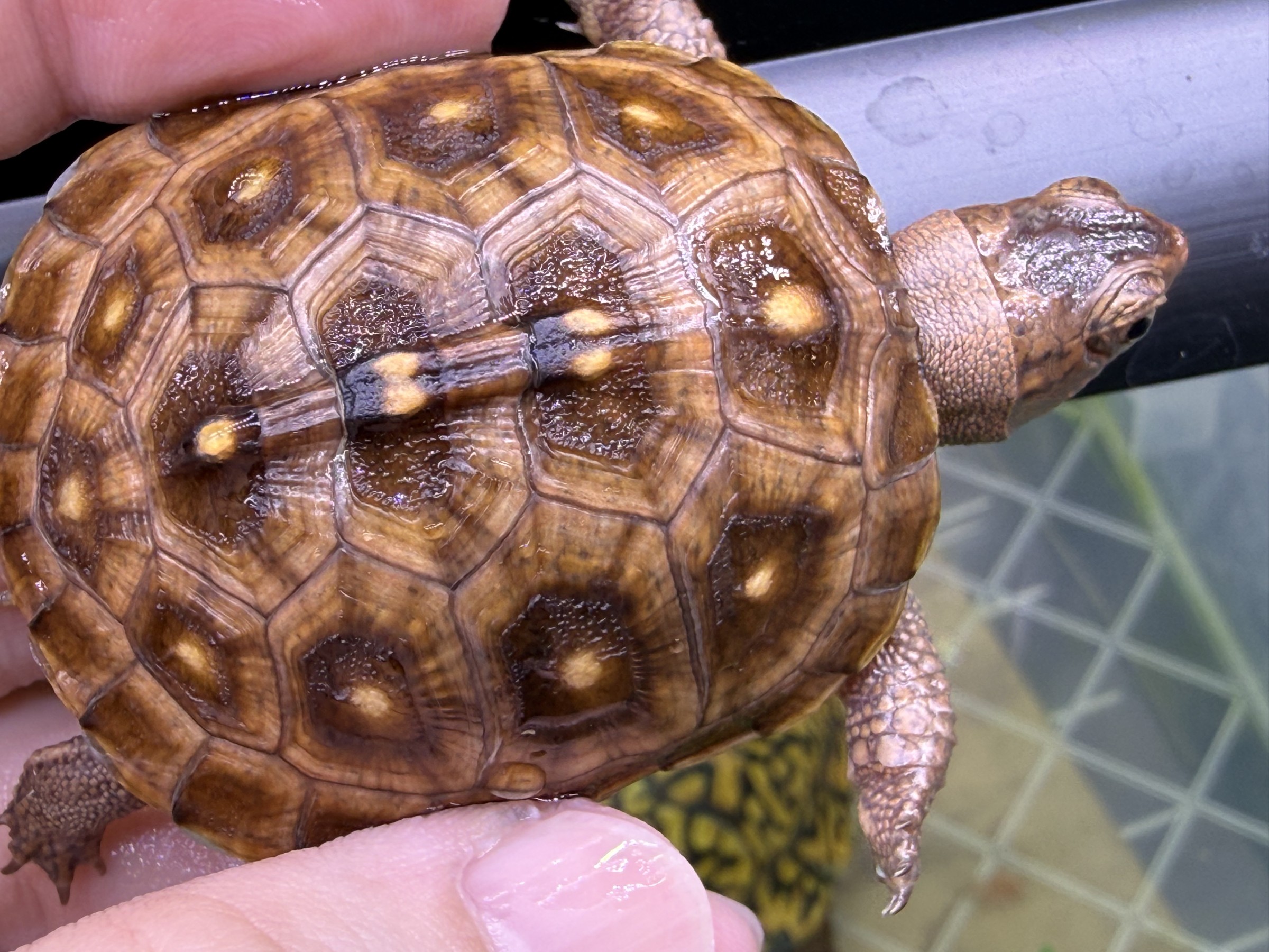 わが家で飼育しているカメ