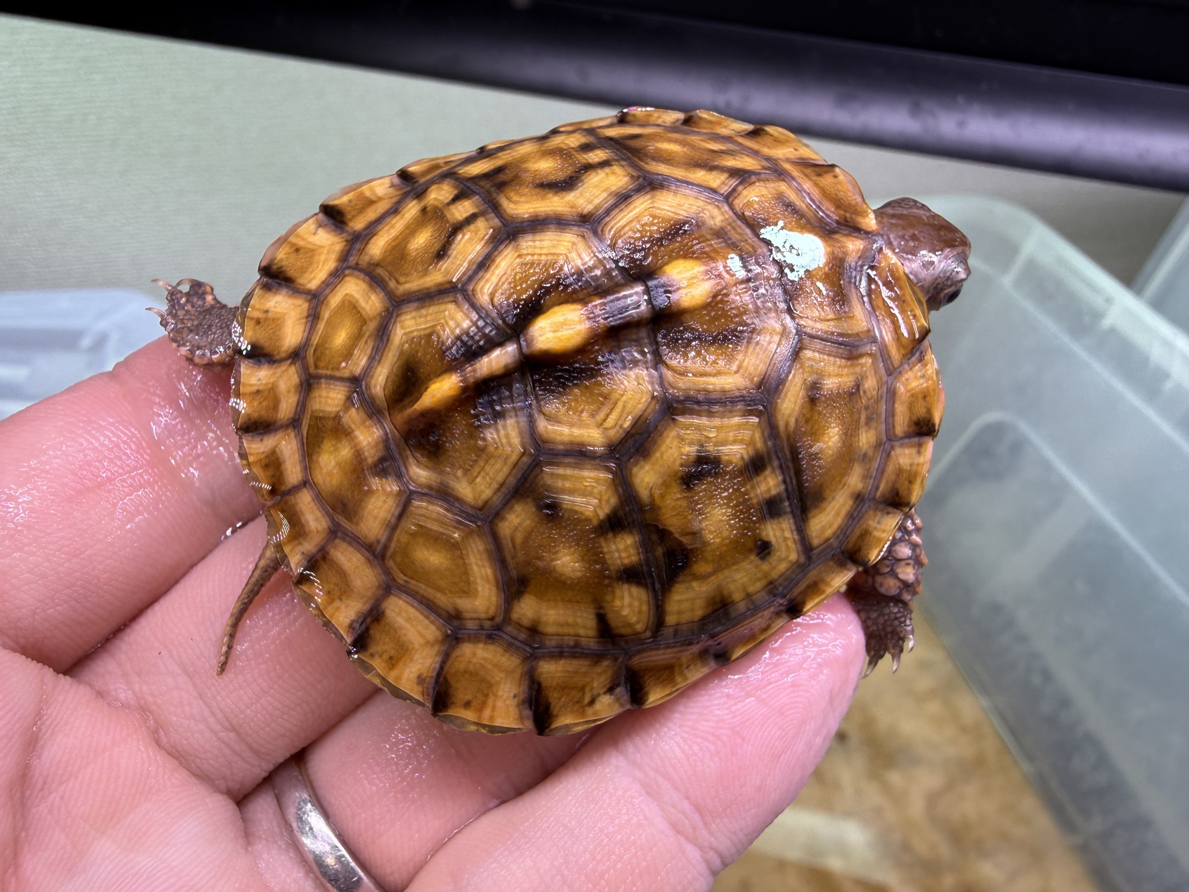 わが家で飼育しているカメ