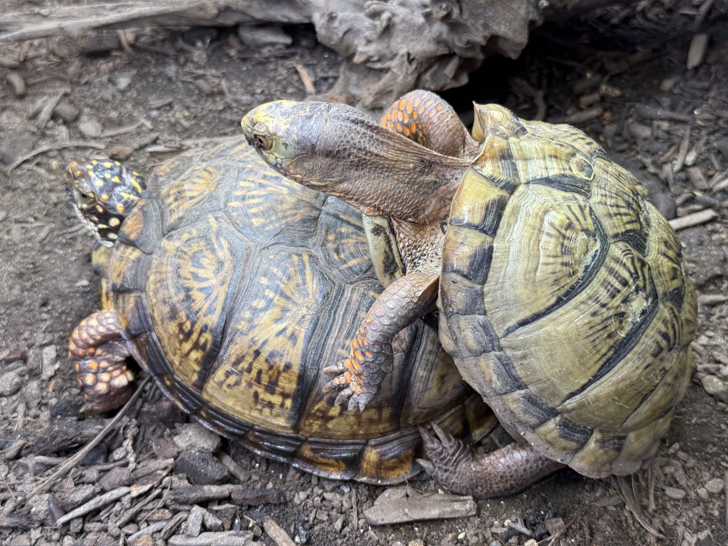 わが家で飼育しているカメ